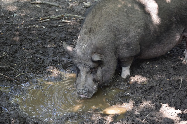 与C罗的皇 与C罗的皇